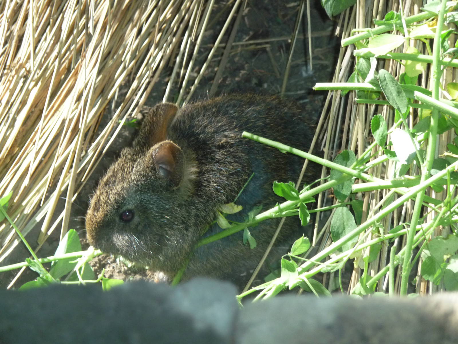 young volcano rabbit chapultepec zoo