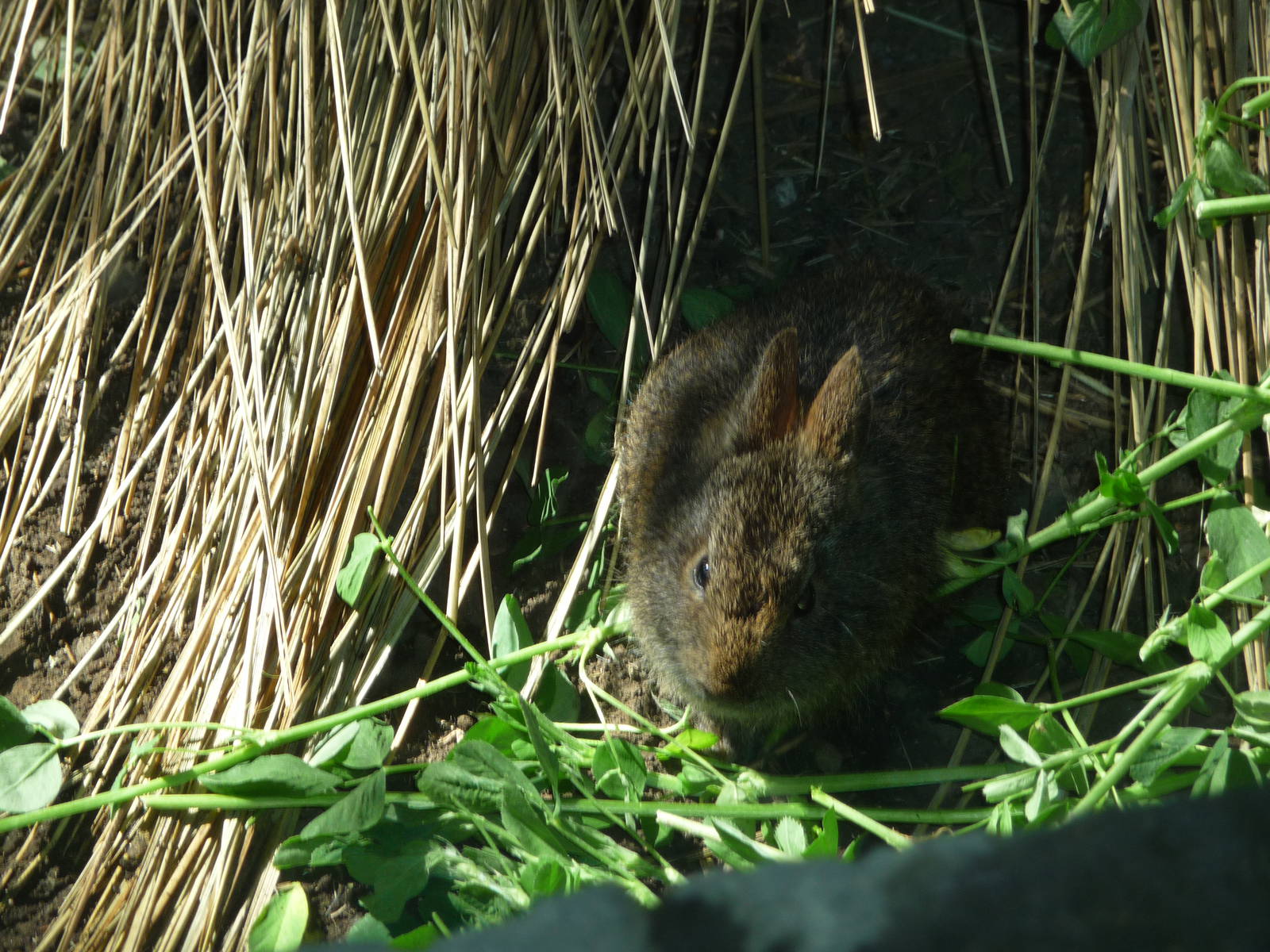 young volcano rabbit chapultepec zoo