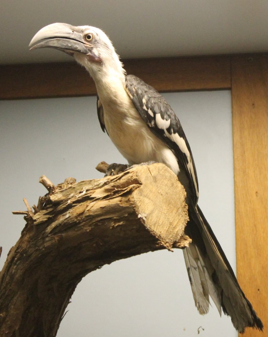 Young Von der Decken's hornbill