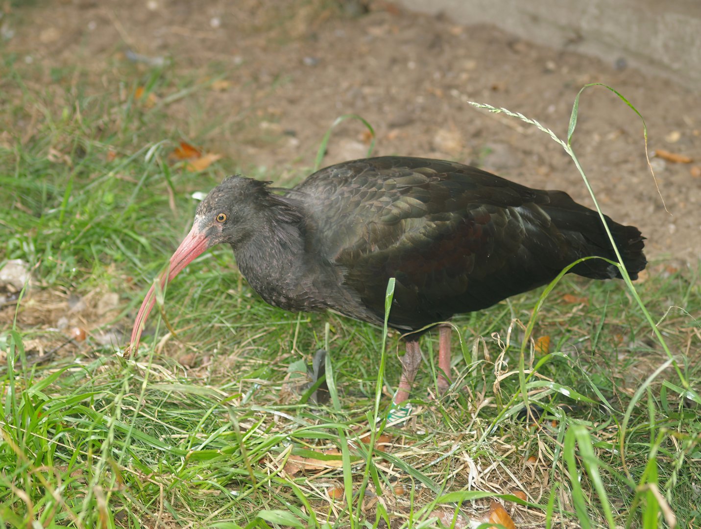 Young Waldrapp (Geronticus eremita), 2007-09-16