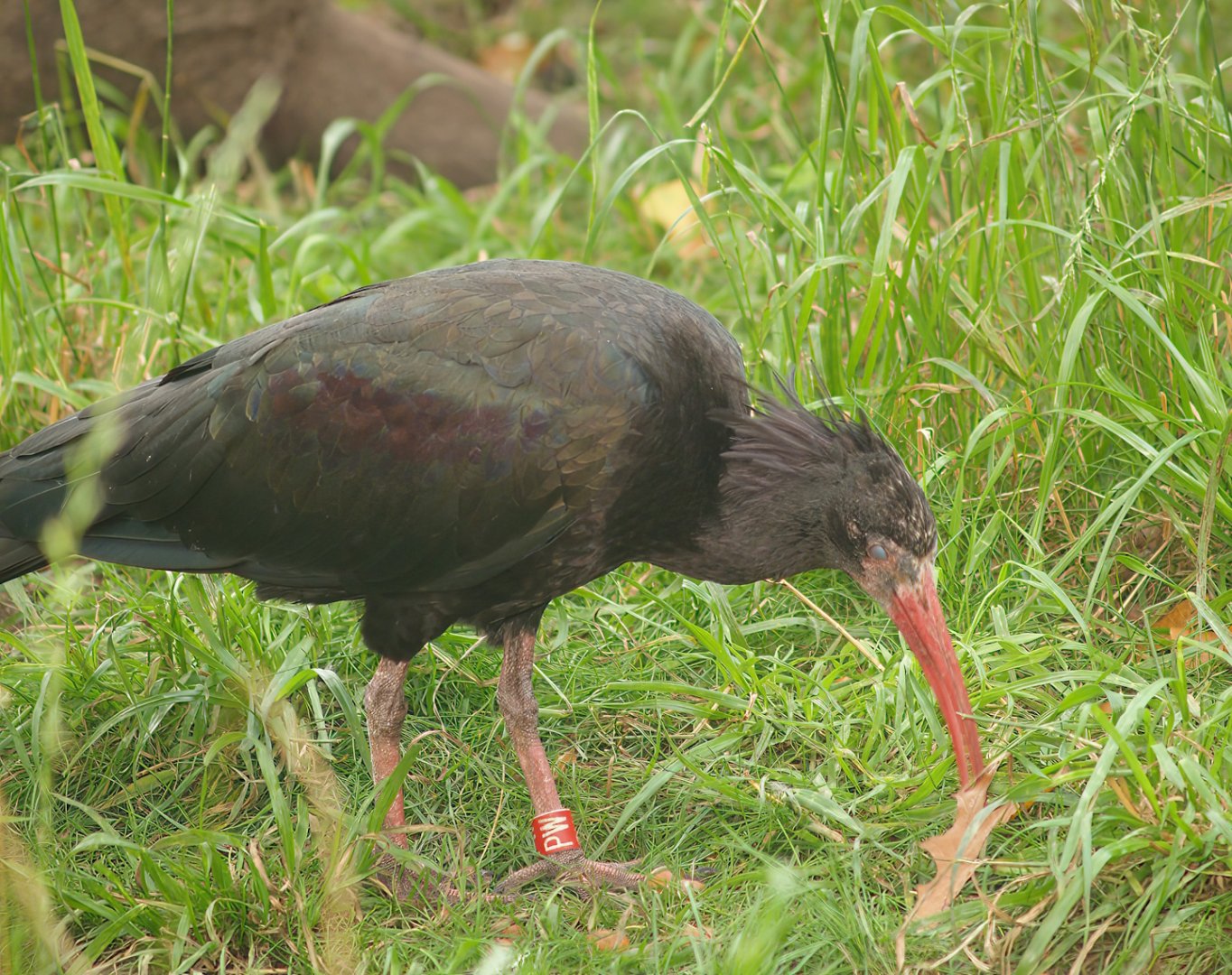 Young Waldrapp (Geronticus eremita), 2007-09-16