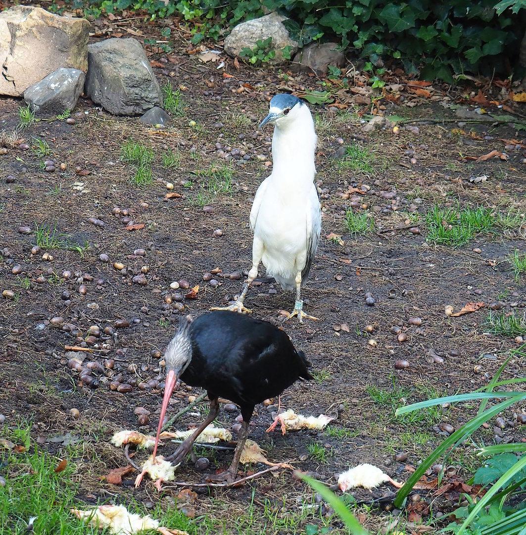 Young Waldrapp (Geronticus eremita) and Black-fronted night heron (Nycticorax nycticorax nycticorax), 2022-09-12