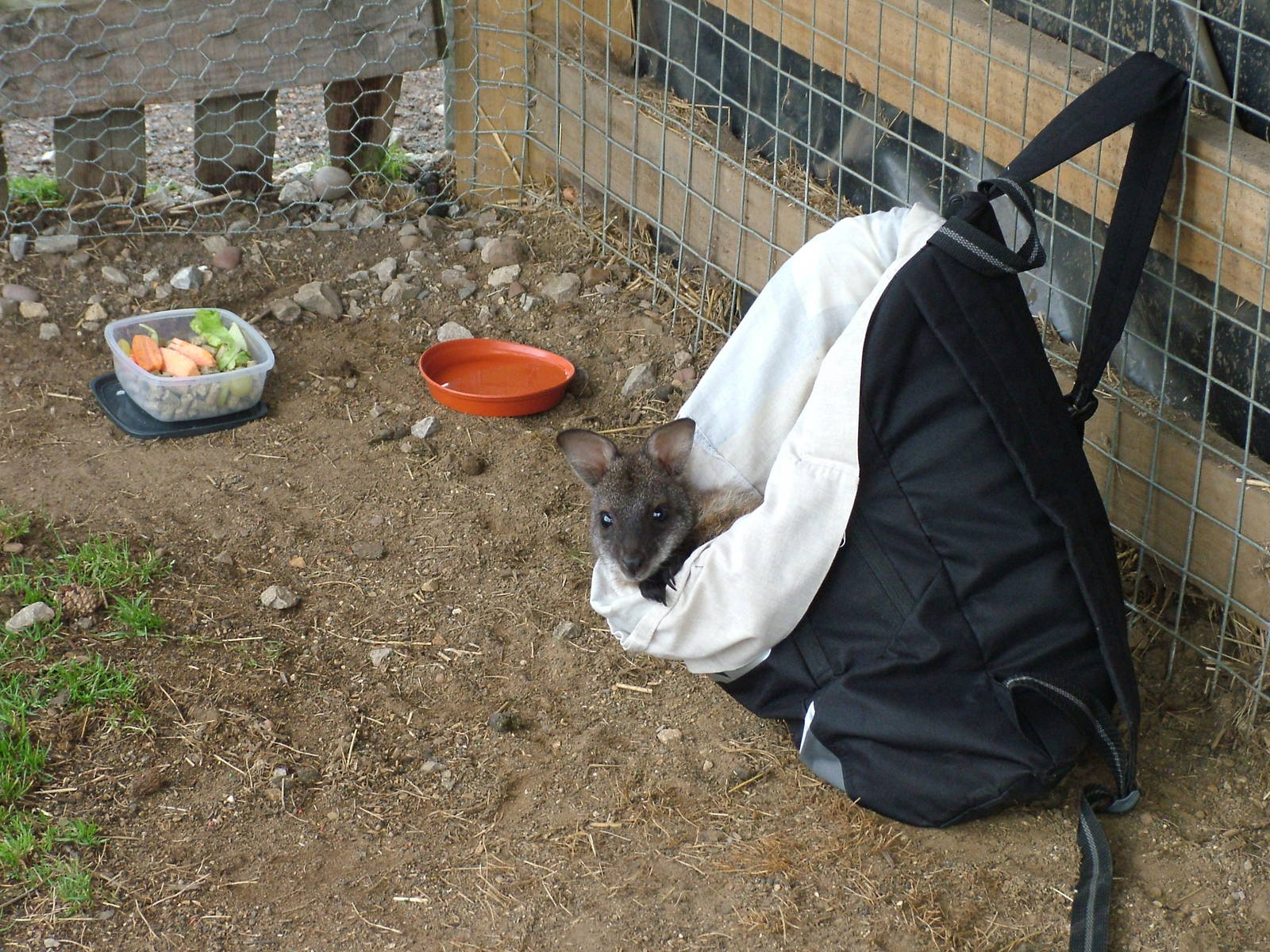 Young wallaby at Yorkshire WP, 18/07/10