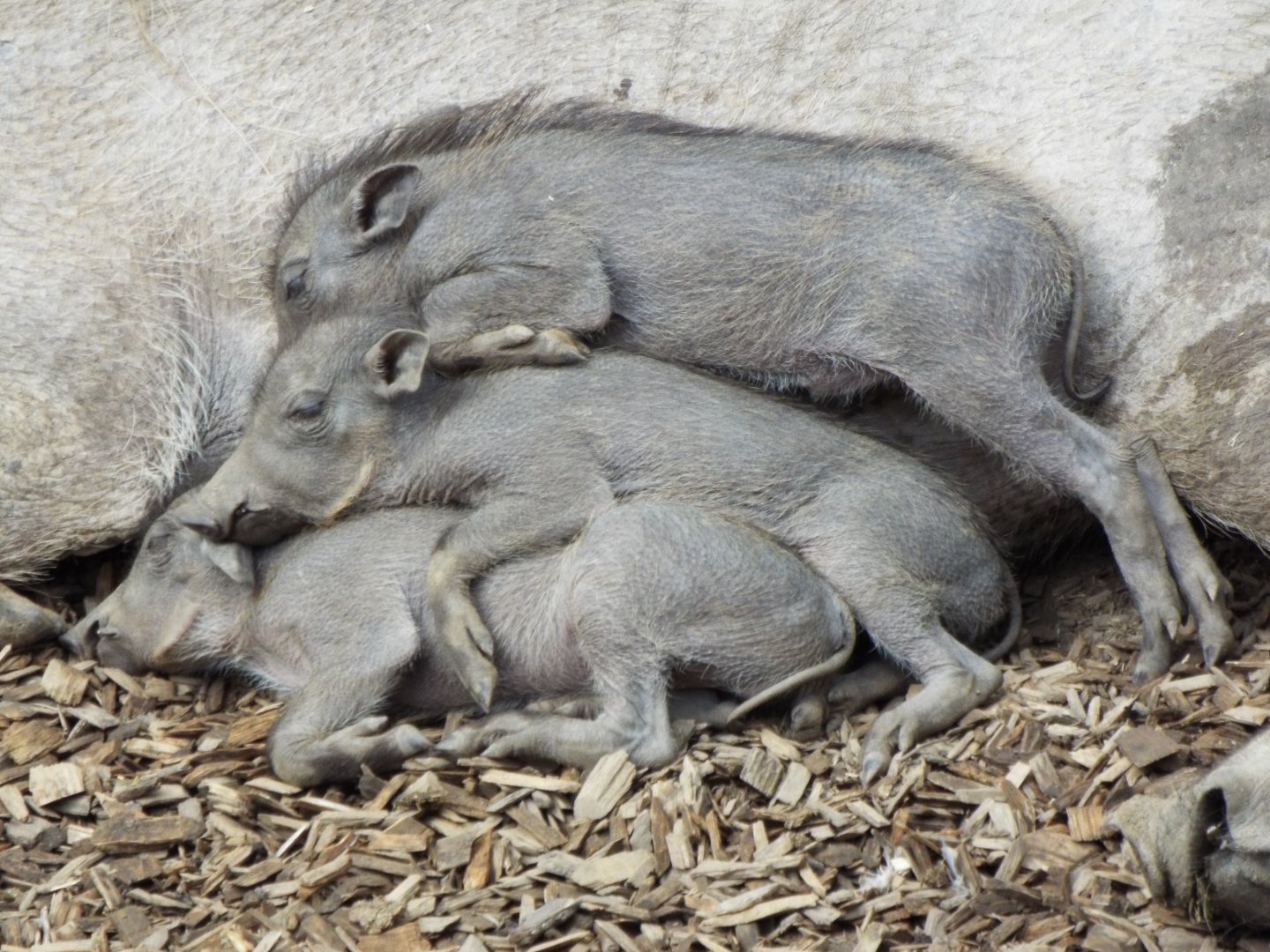 Young Warthog pile, Colchester Zoo
