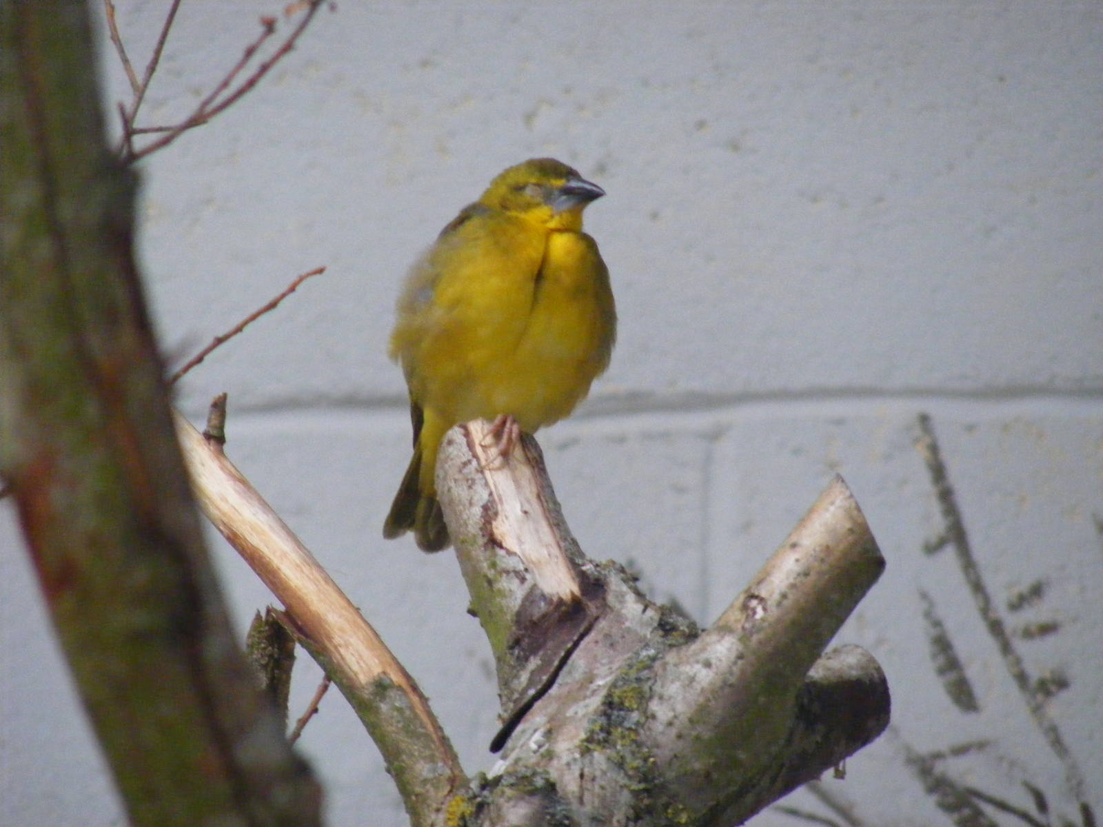 Young weaver bird (?) at Marwell Wildlife, 18 July 2010