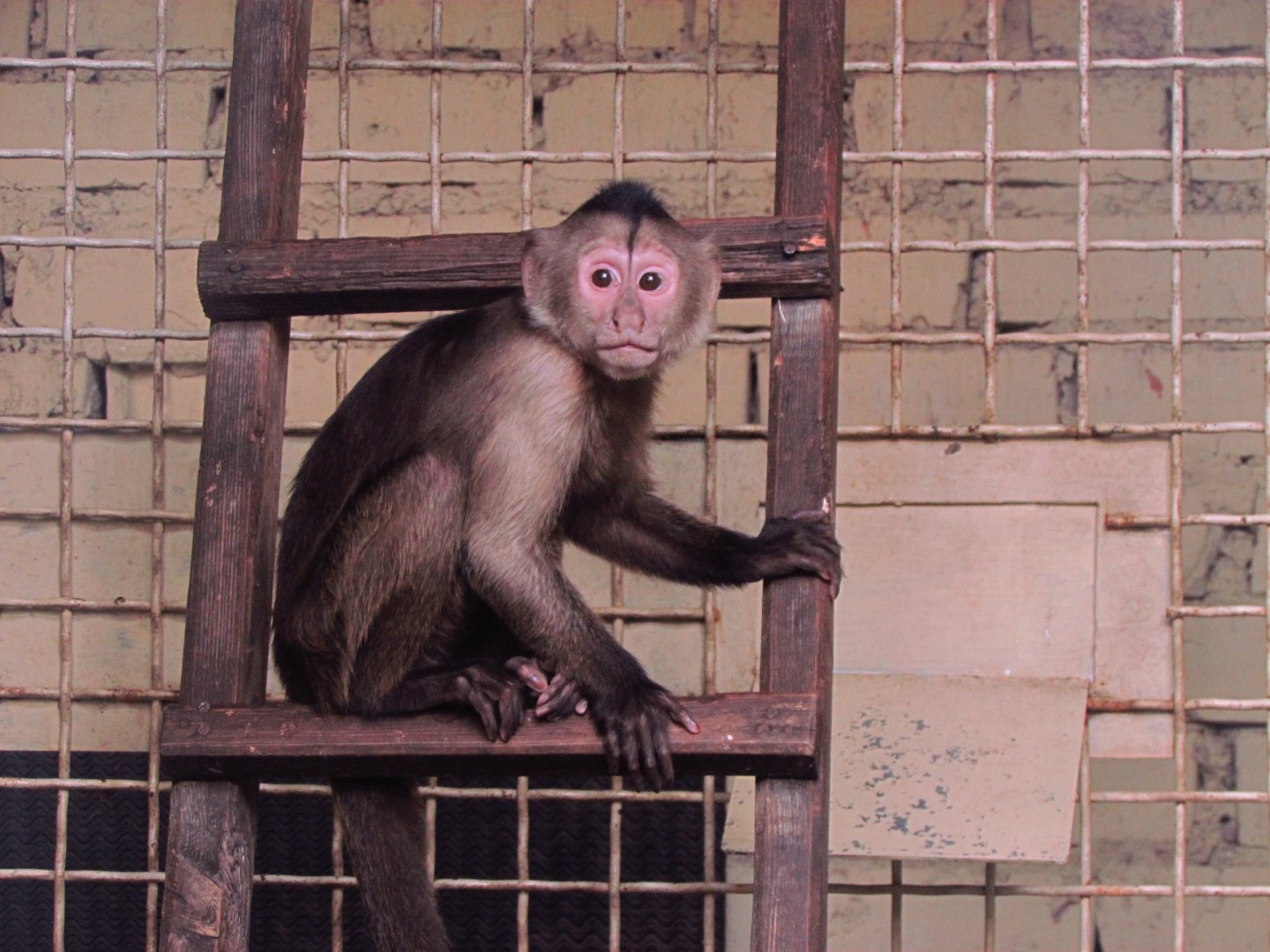 Young weeper capuchin