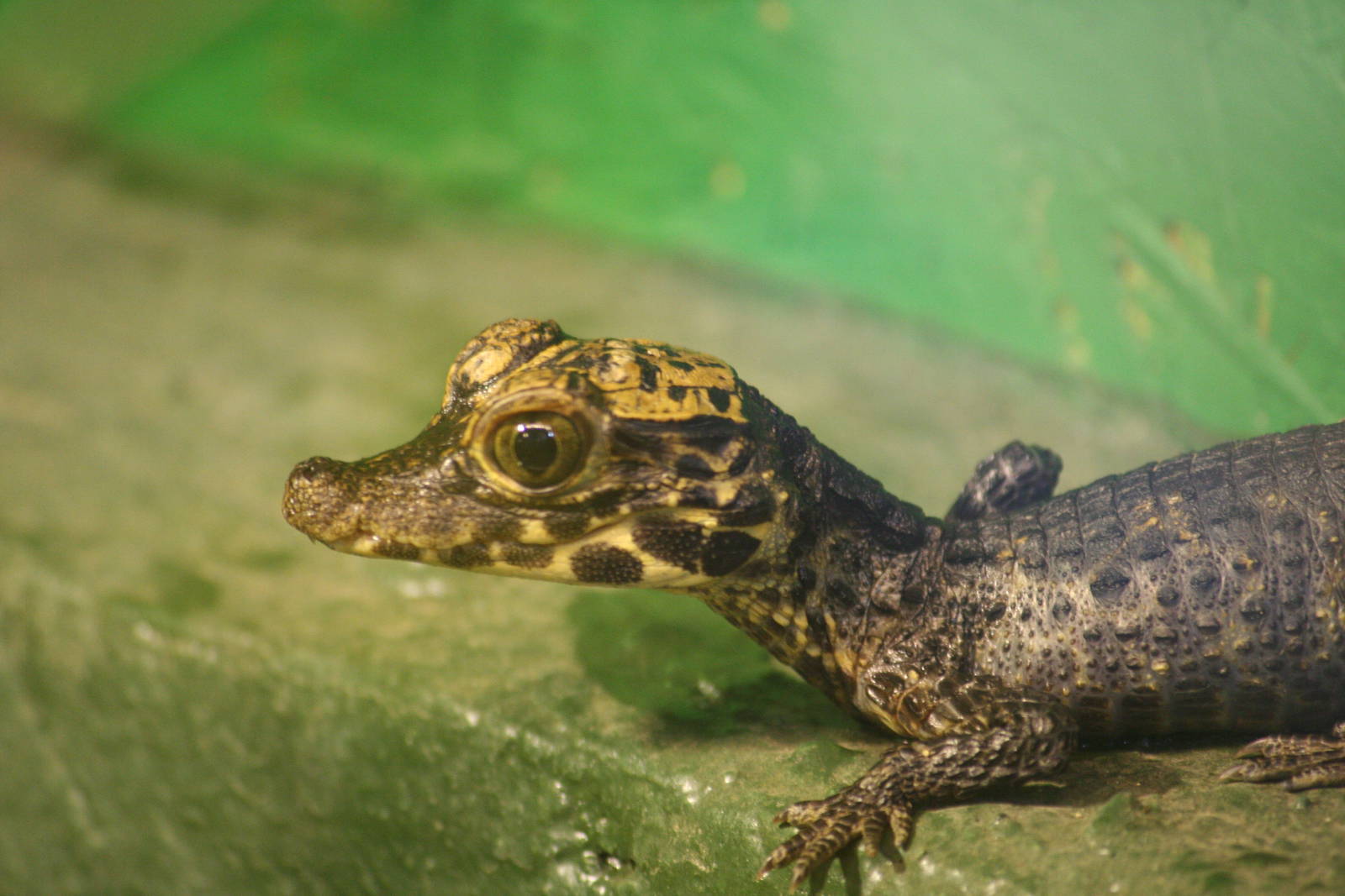 Young West African dwarf crocodile