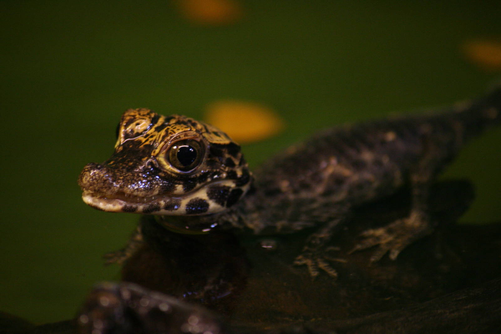 Young West African dwarf crocodile