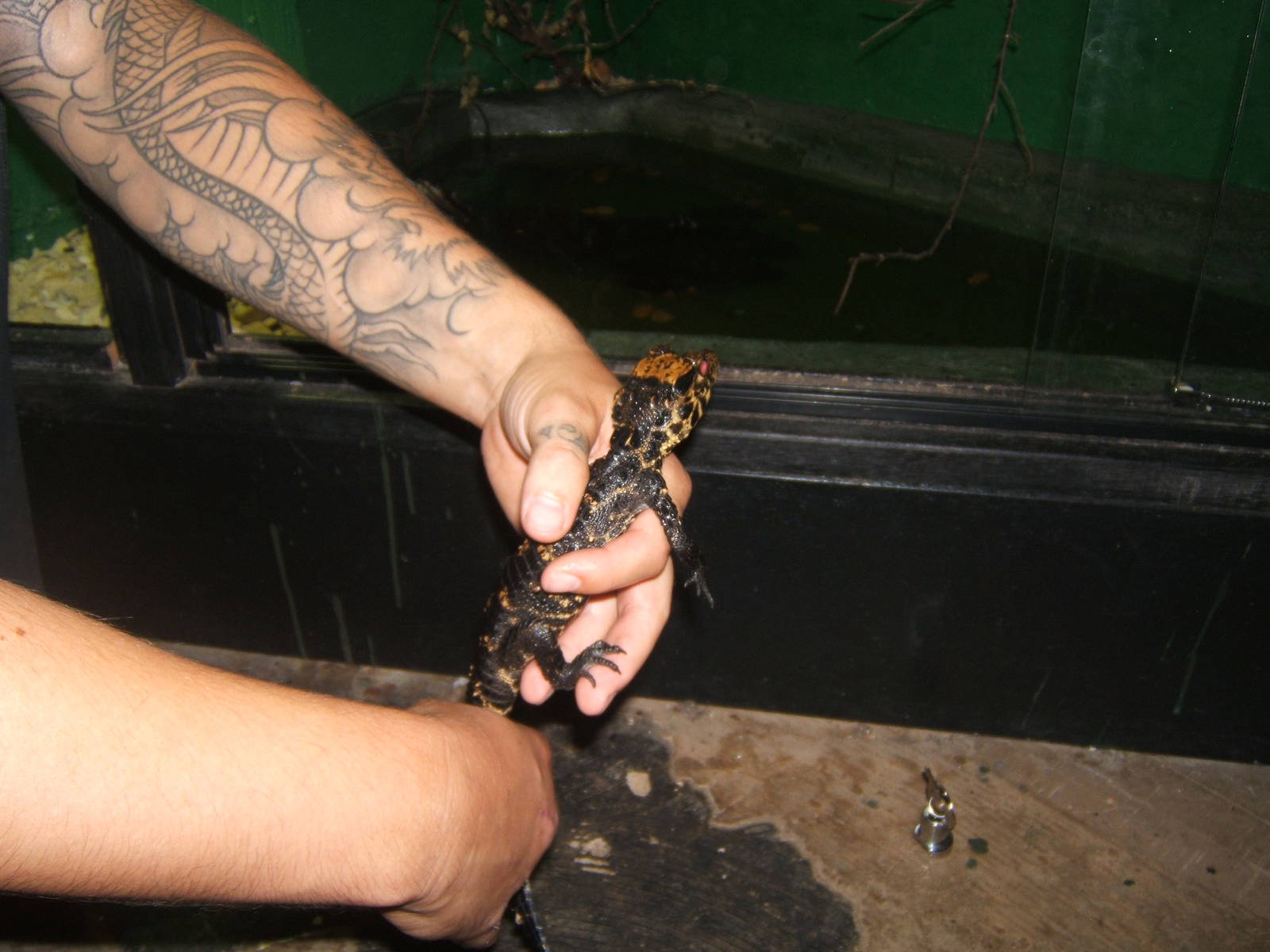Young West African Dwarf Crocodile