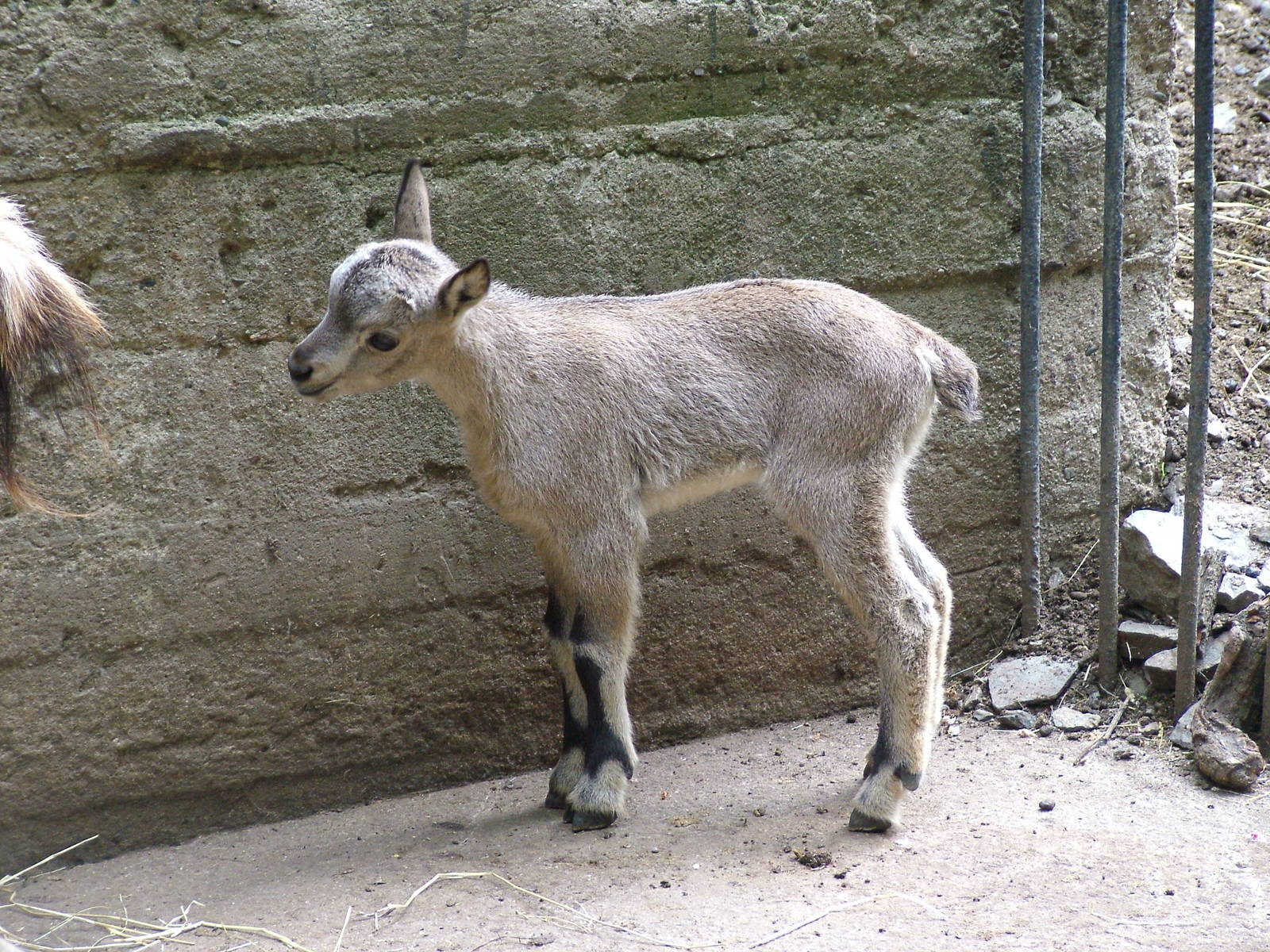 Young West Caucasian Tur at Prague, 24/05/10