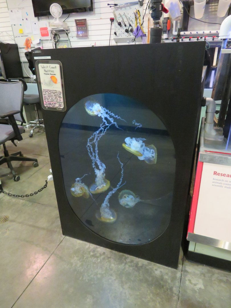 Young West Coast Nettles