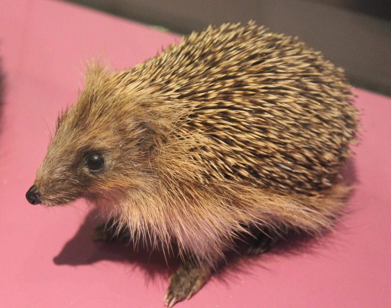 Young West-european hedgehog