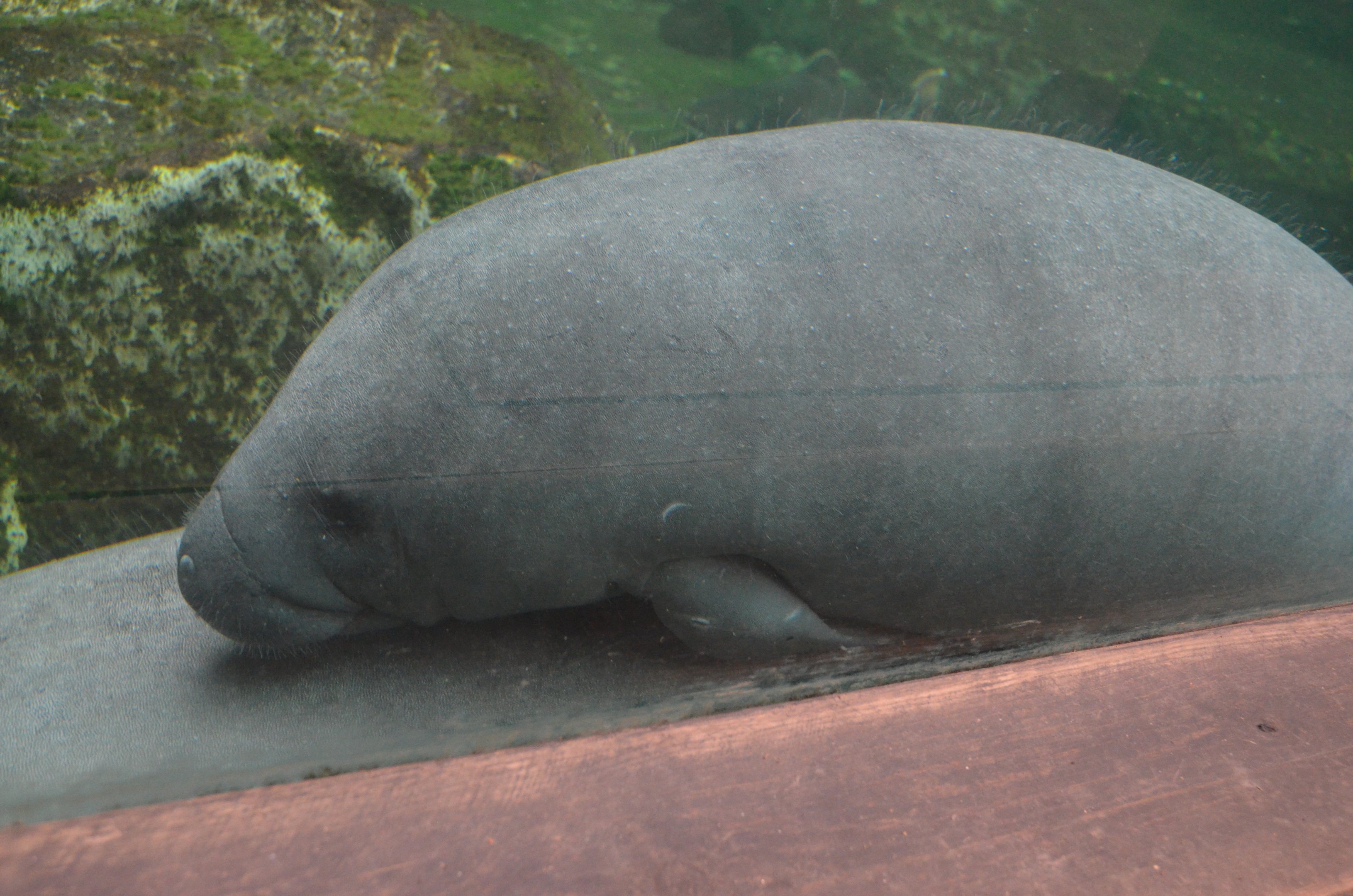 Young West Indian Manatee at Beauval, 12/06/18