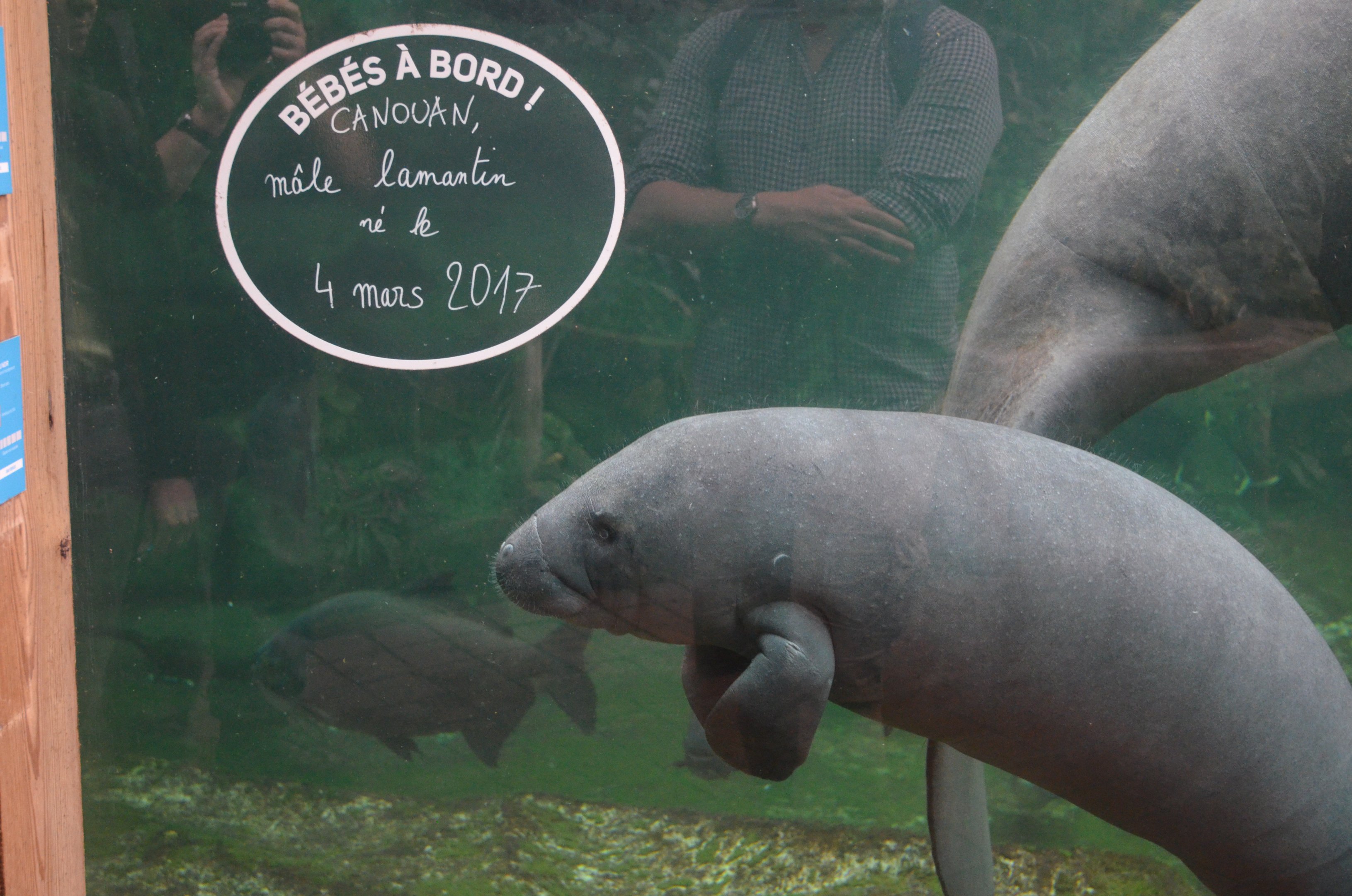 Young West Indian Manatee at Beauval, 12/06/18