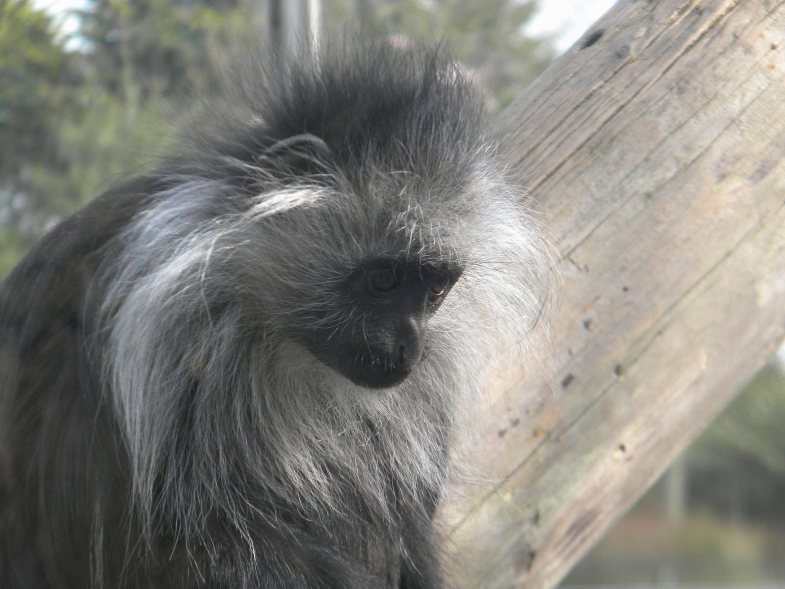 Young Western Black and White Colobus at Blackpool Zoo 26th March 2011
