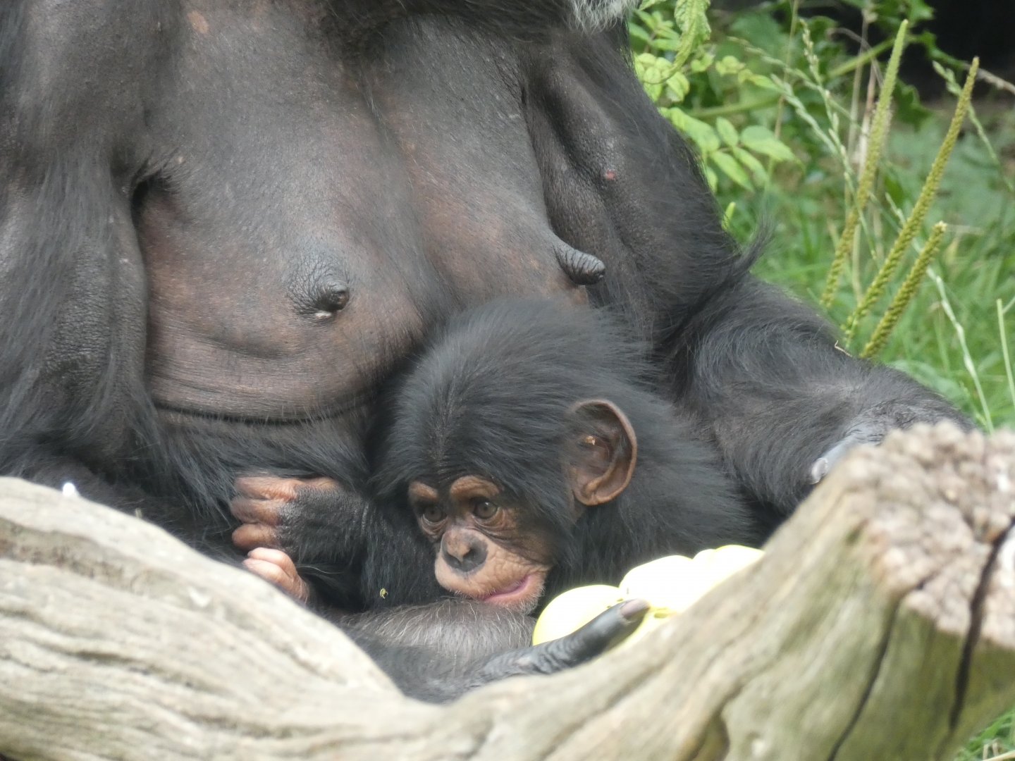 Young Western Chimpanzee