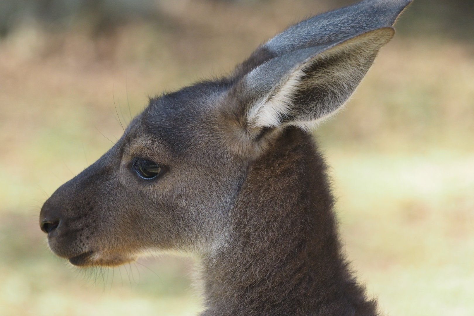 Young western gray kangaroo 2
