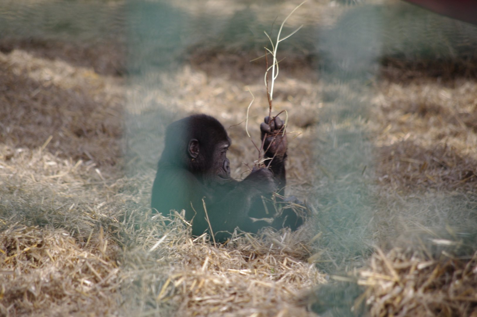 Young Western Lowland Gorilla- 12/4/2024