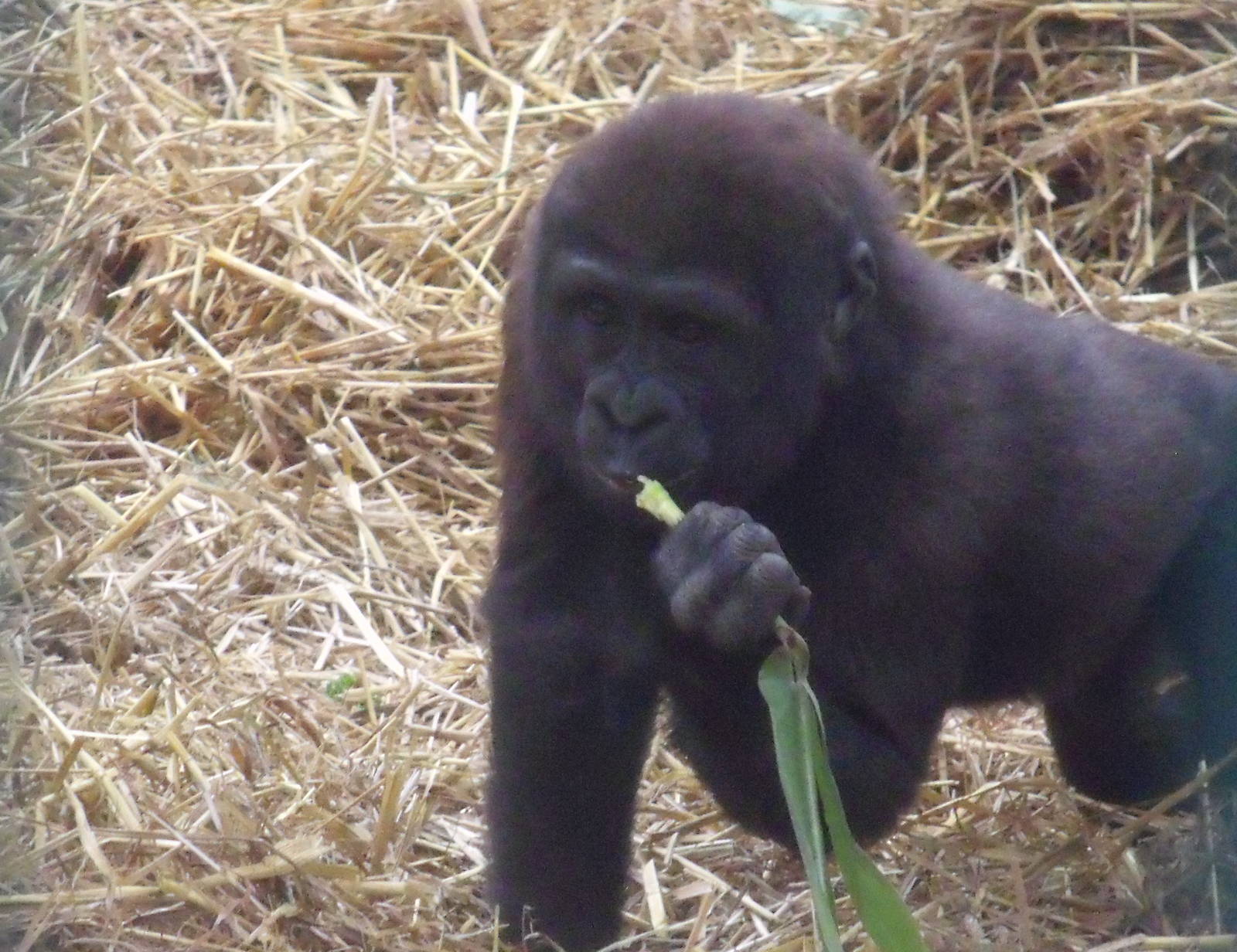 Young Western Lowland Gorilla
