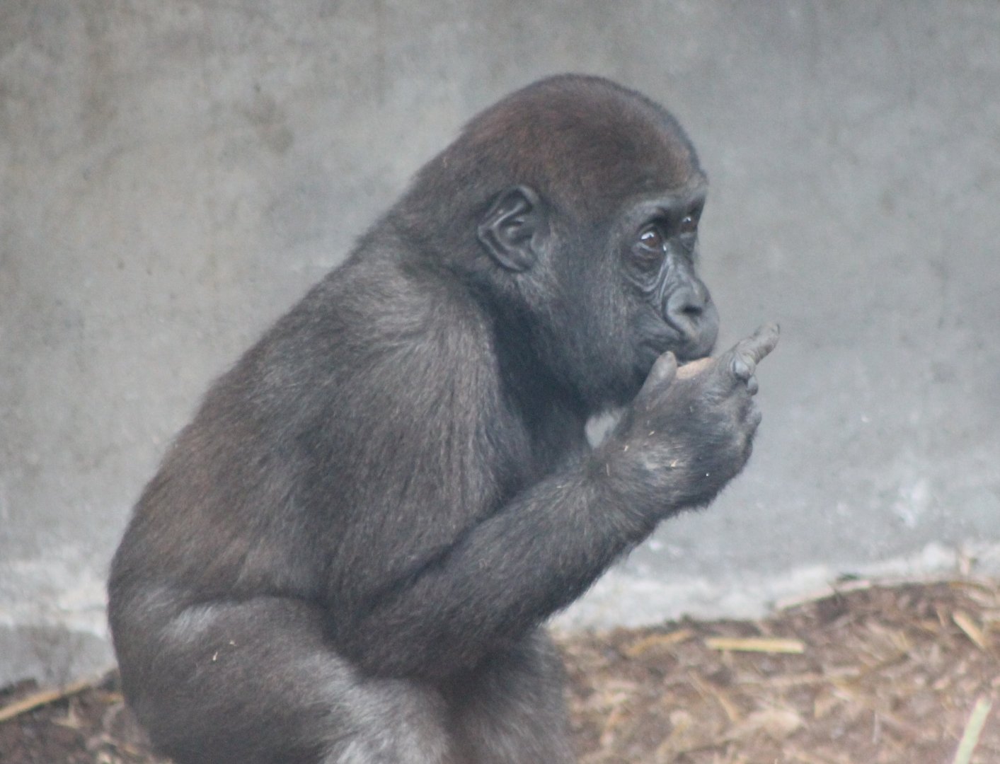 Young Western lowland gorilla