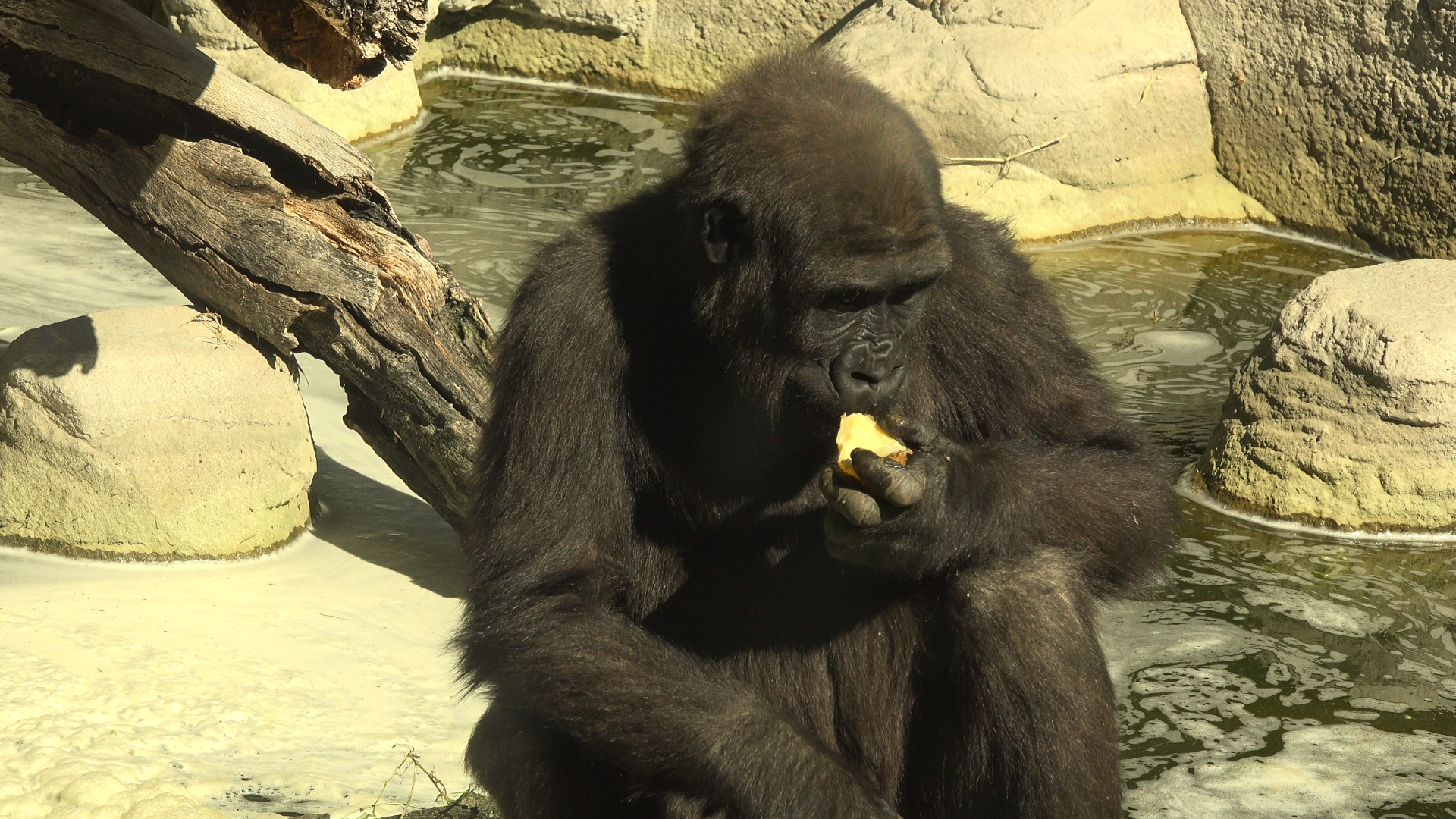young western lowland Gorilla