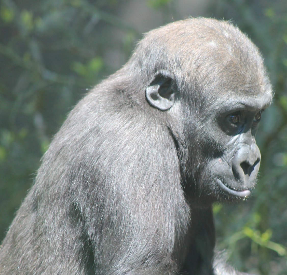 Young Western lowland gorilla