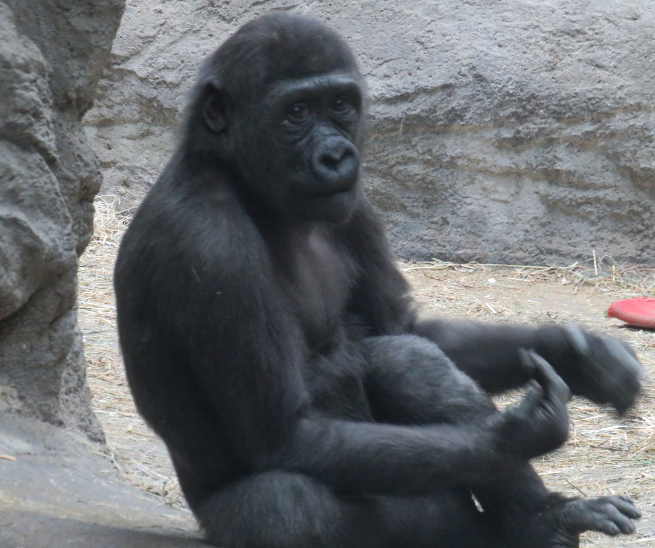 Young western lowland gorilla