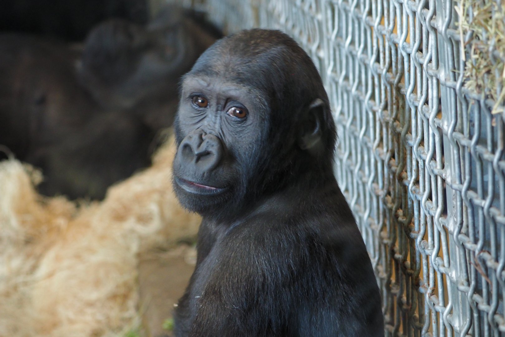 Young western lowland gorilla
