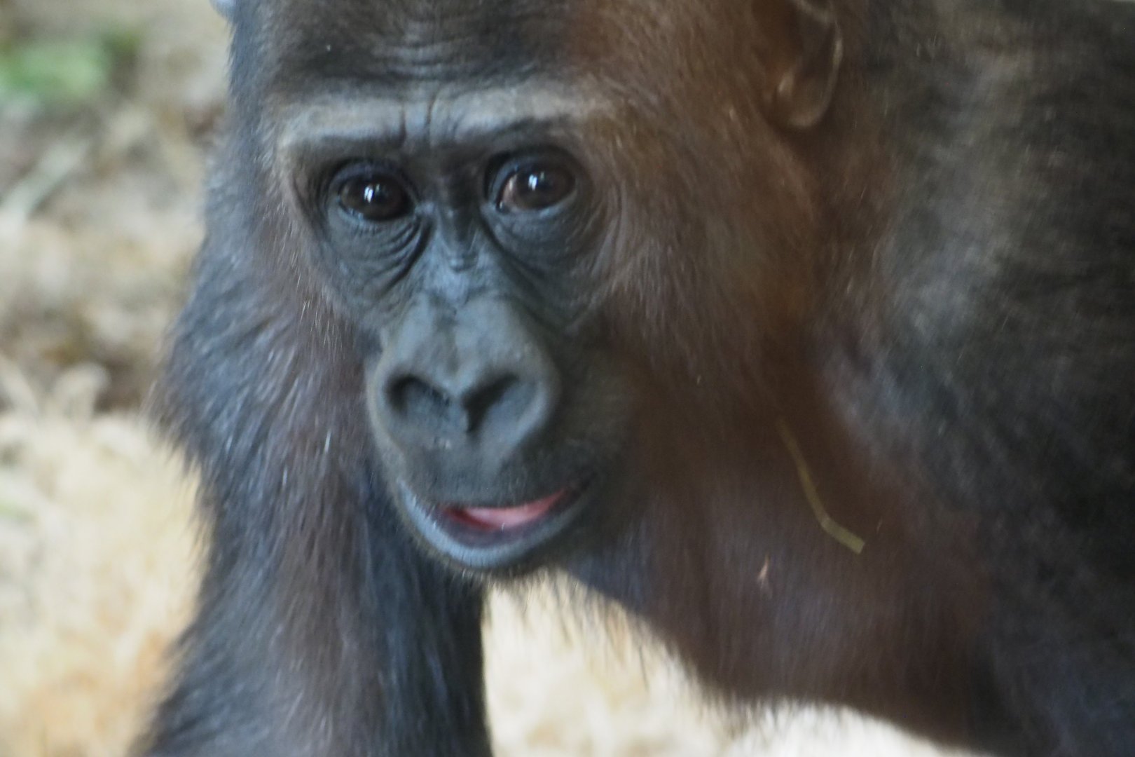 Young western lowland gorilla