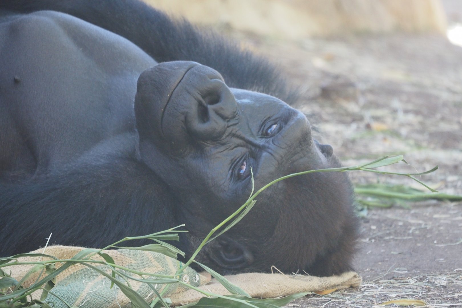 Young western lowland gorilla