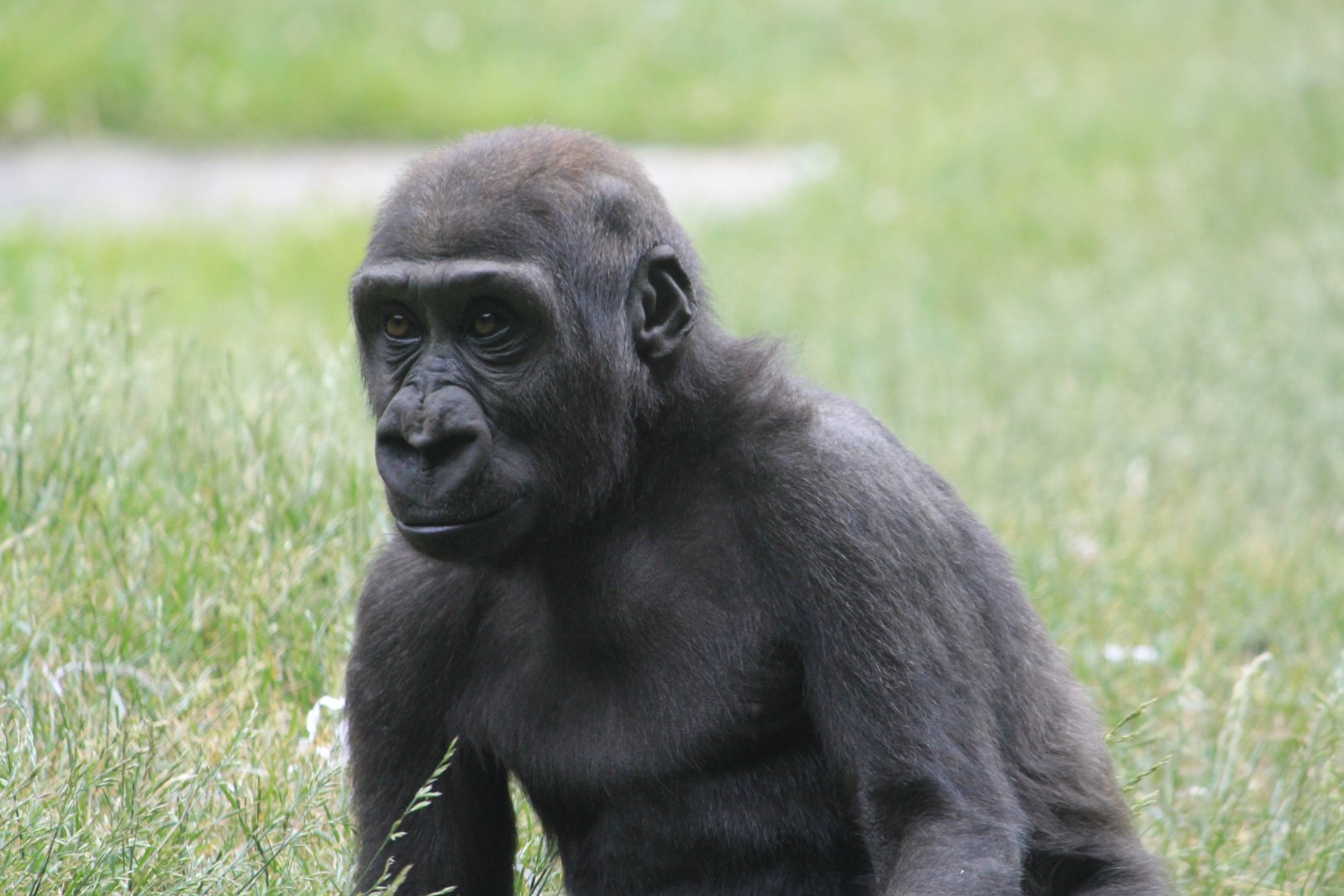 Young Western Lowland Gorilla