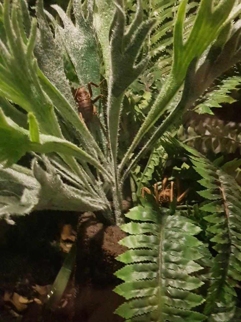 Young Wētāpunga (Deinacrida heteracantha)