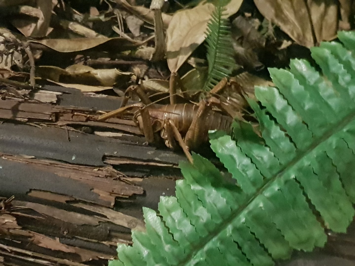 Young Wētāpunga (Deinacrida heteracantha)