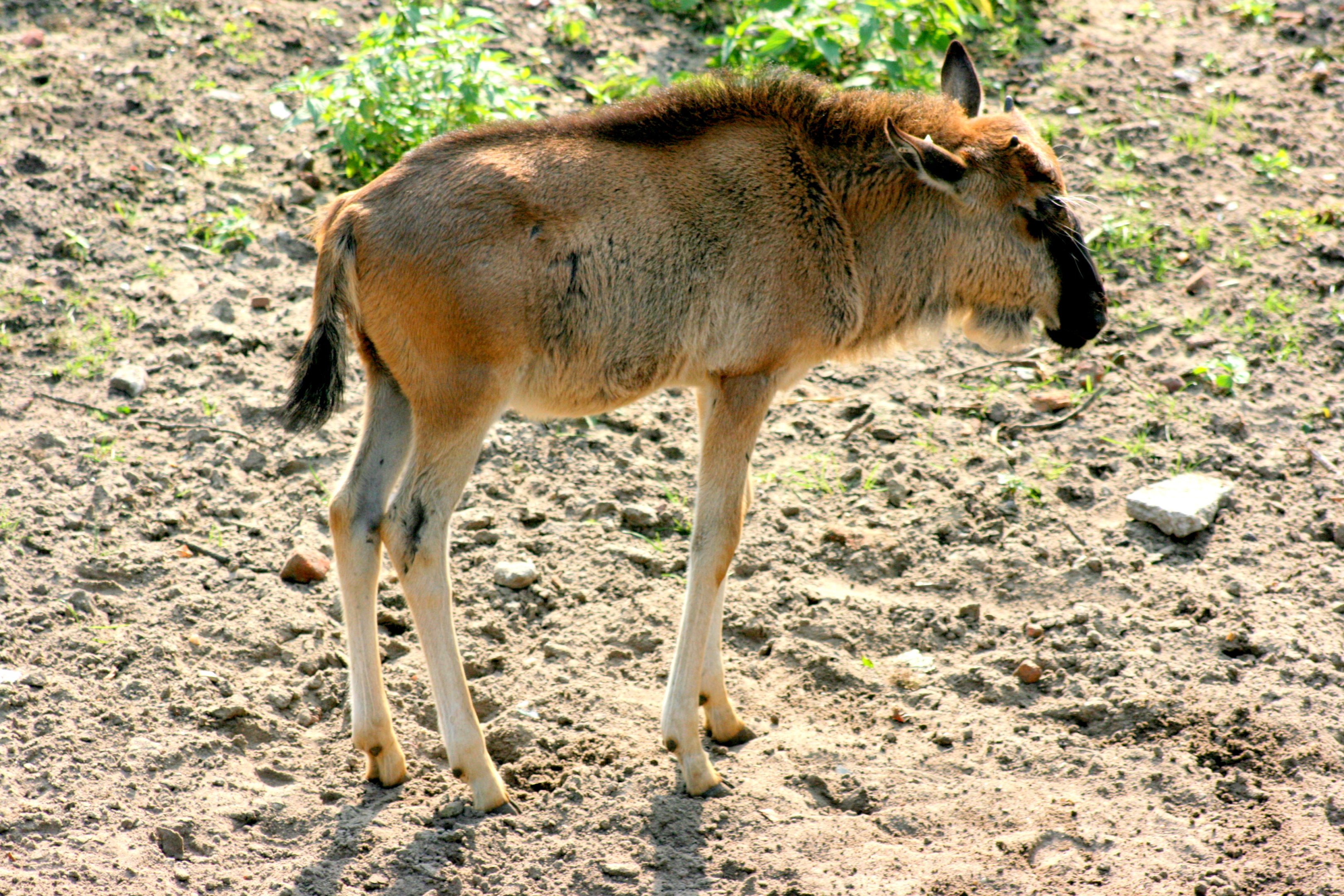 Young white-bearded gnu; Wroclaw; 9th September 2017