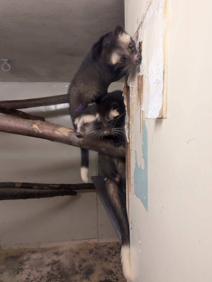 Young White-bearded Masked Palm Civet Youngsters Eating the Wall