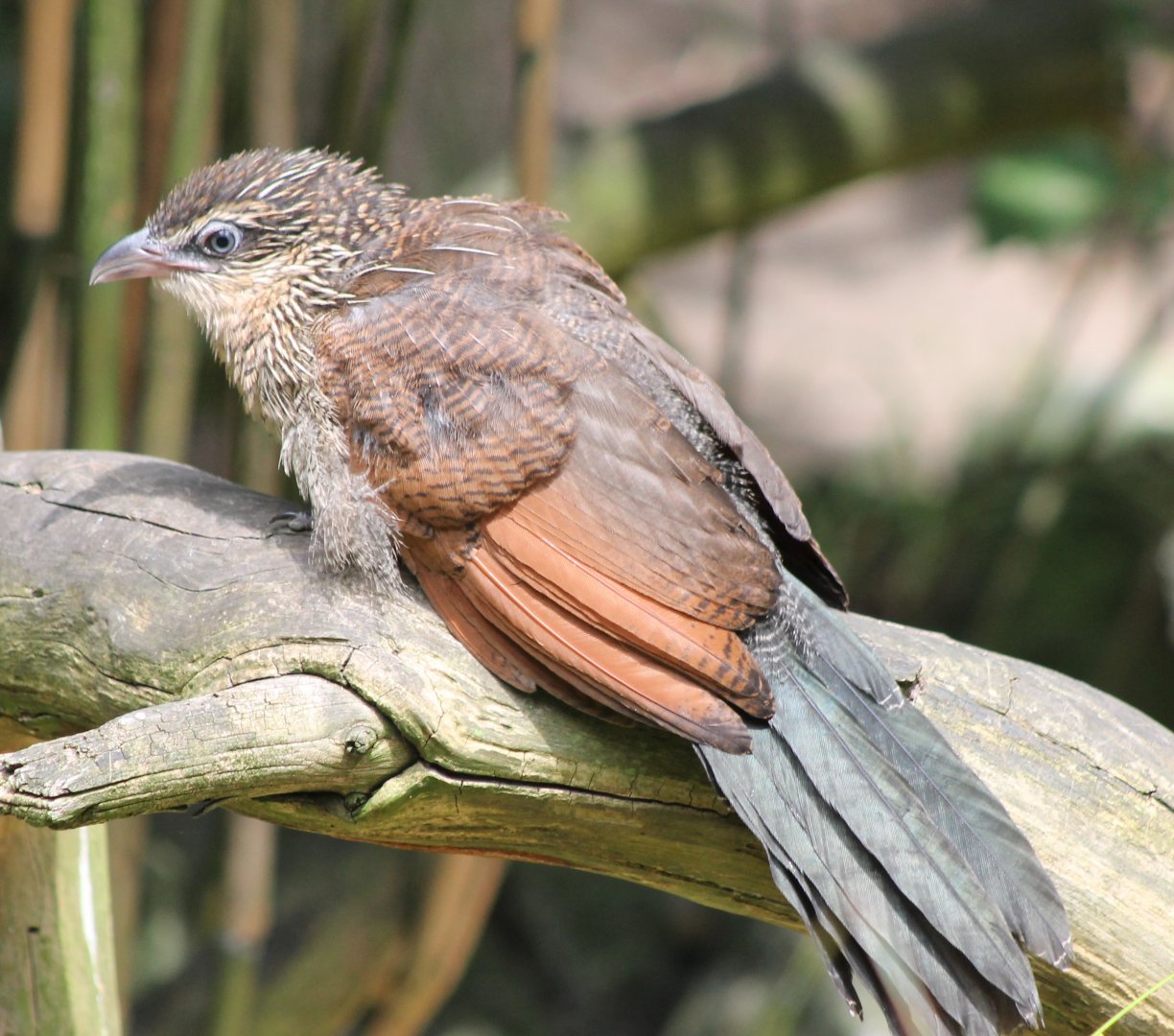 Young White-browed coucal