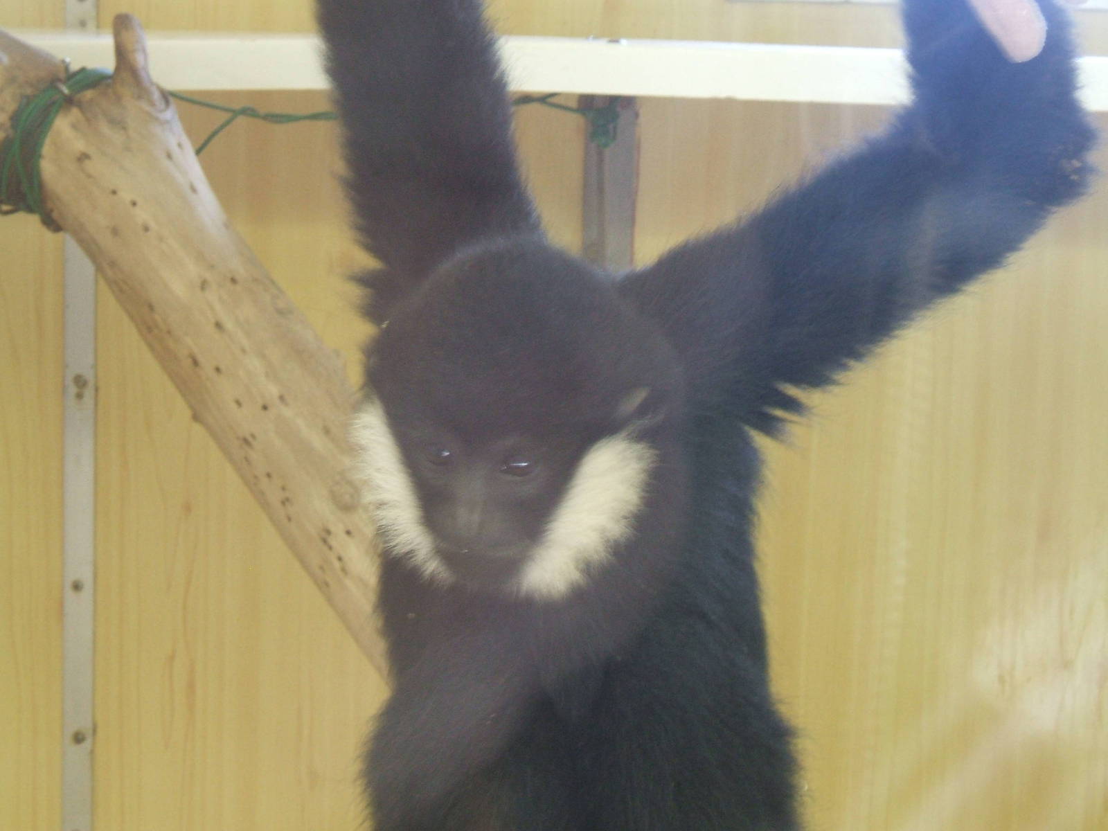Young White-Cheeked Gibbon at Twycross