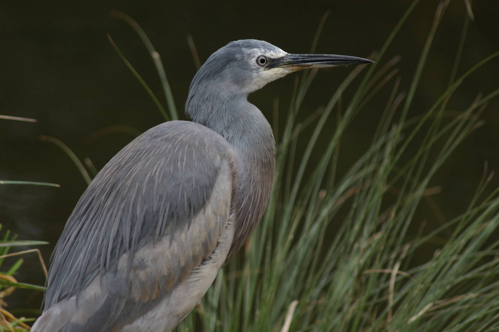 young white-faced heron (Ardea novaehollandiae)