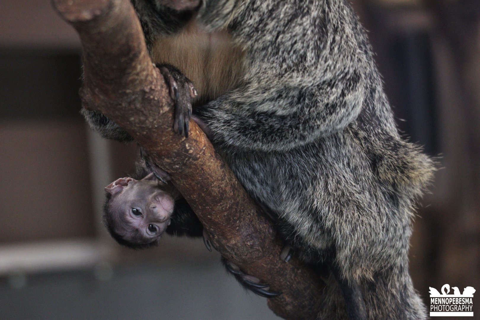 (Young) White-faced saki (Pithecia pithecia)