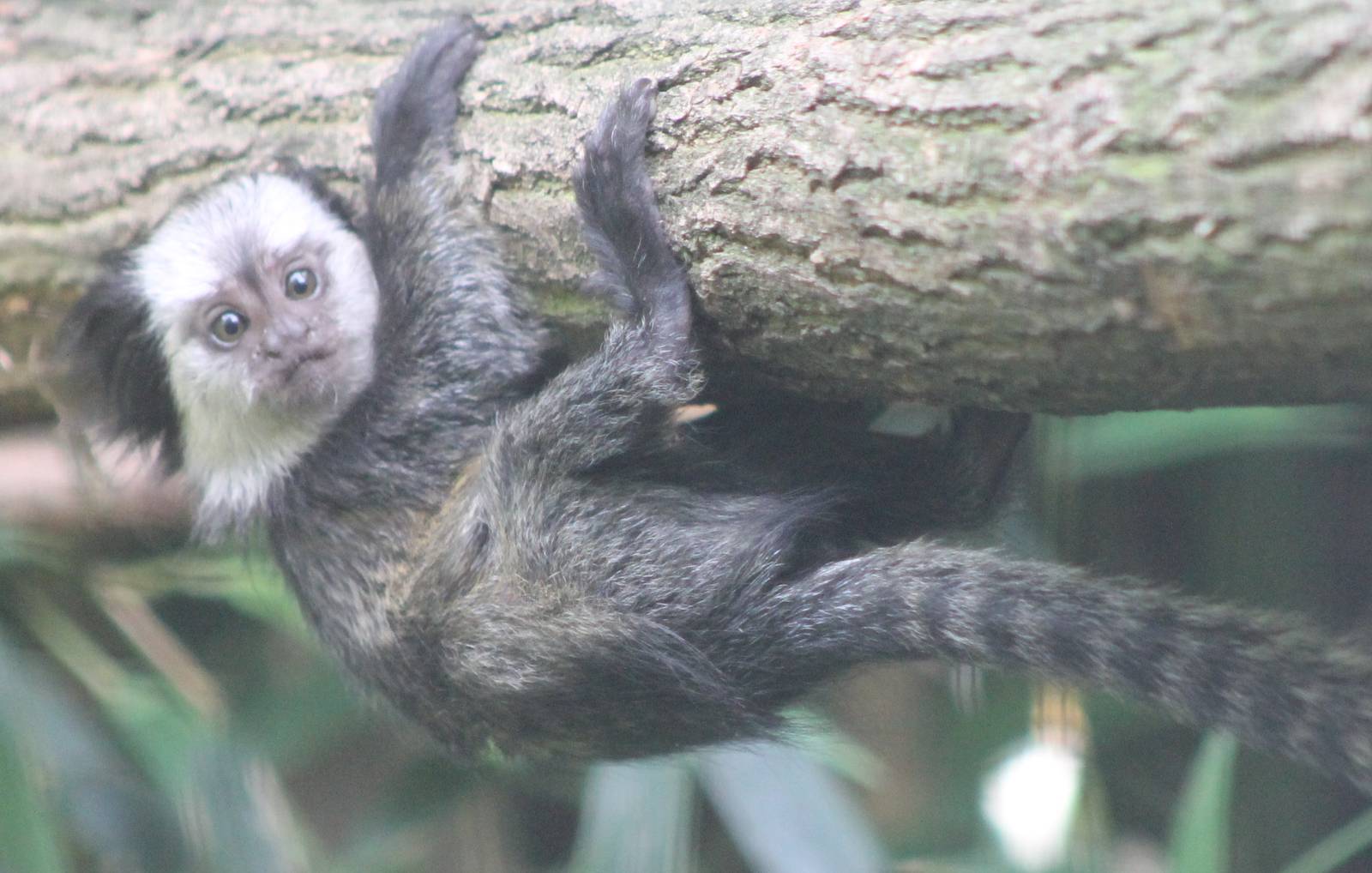 Young White-fronted marmoset