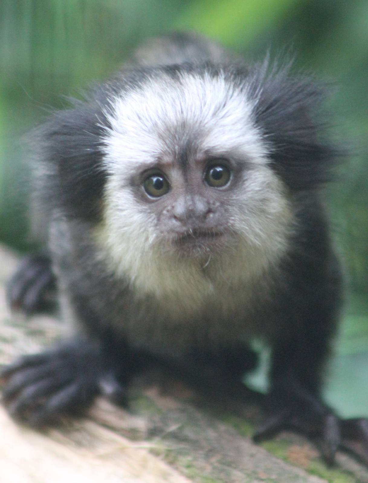 Young White-fronted marmoset
