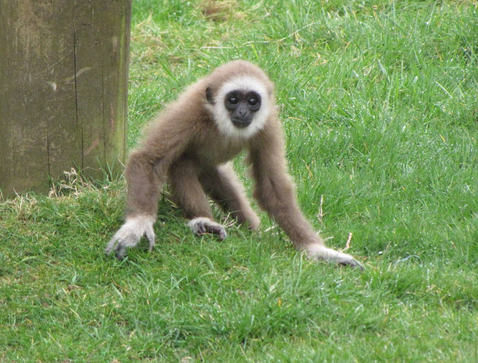 Young white handed gibbon