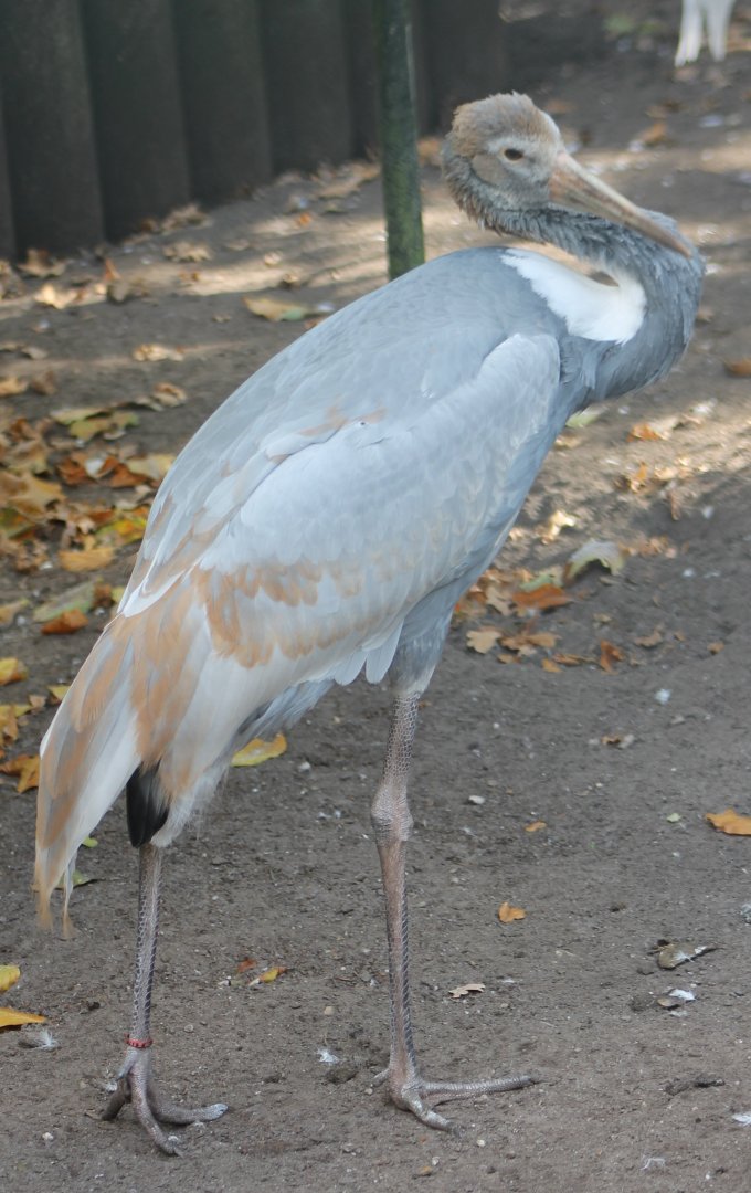 Young White-necked crane