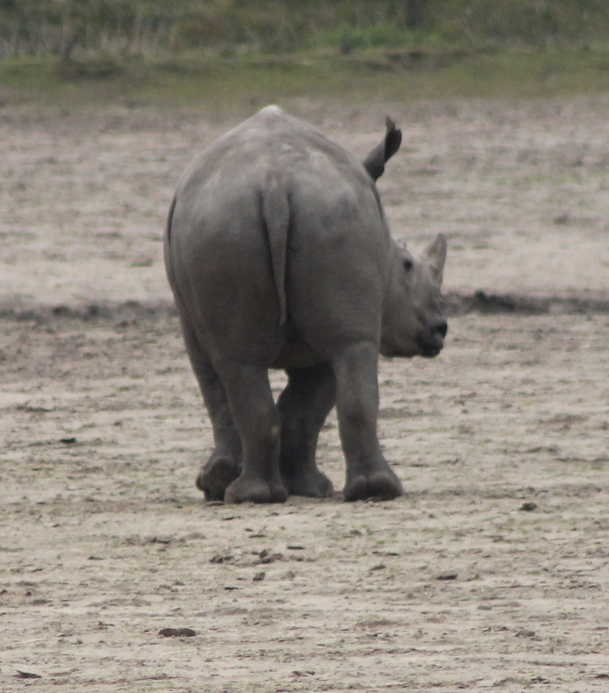 Young White rhino backside