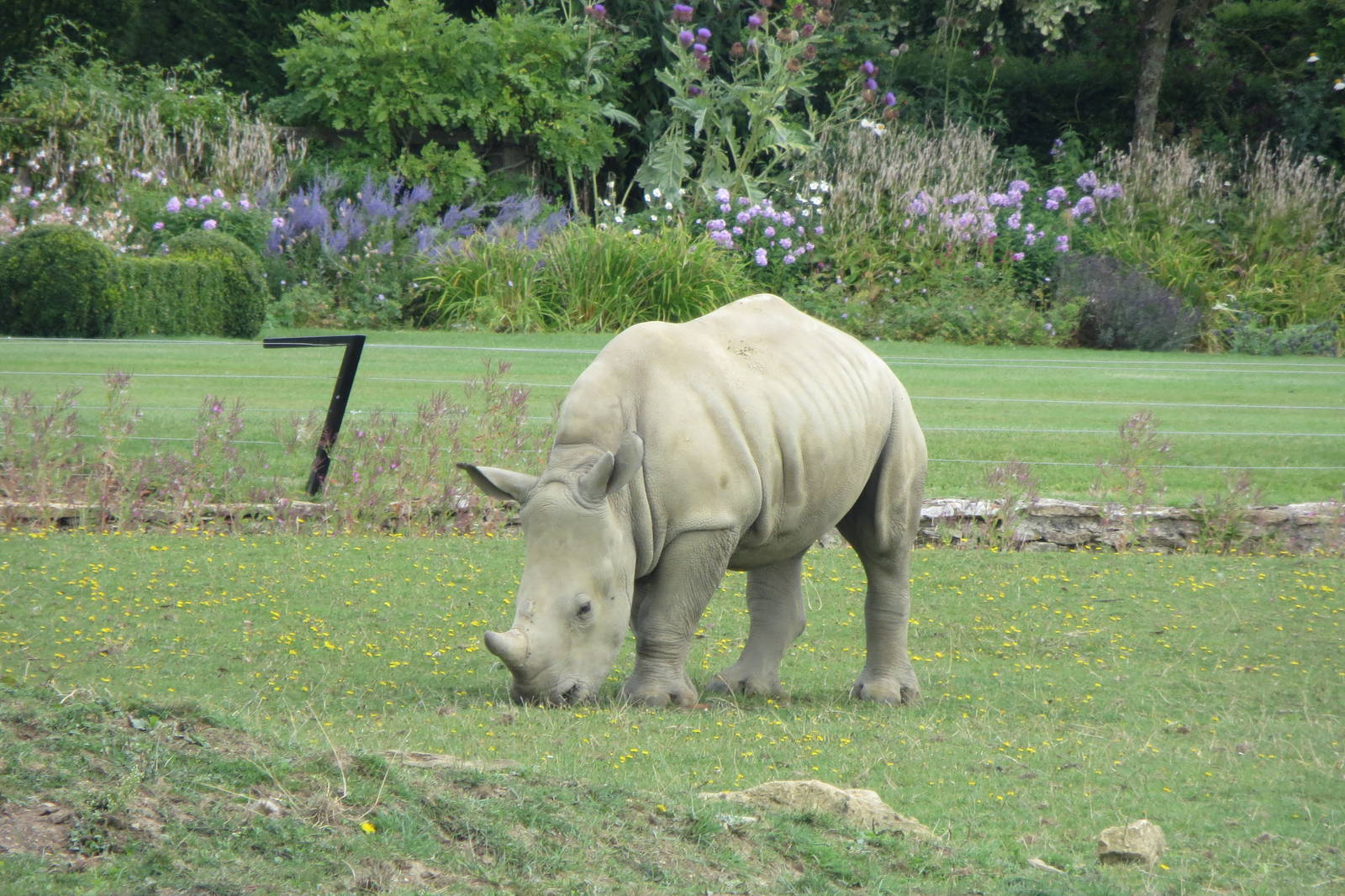 Young White Rhinoceros 08/14