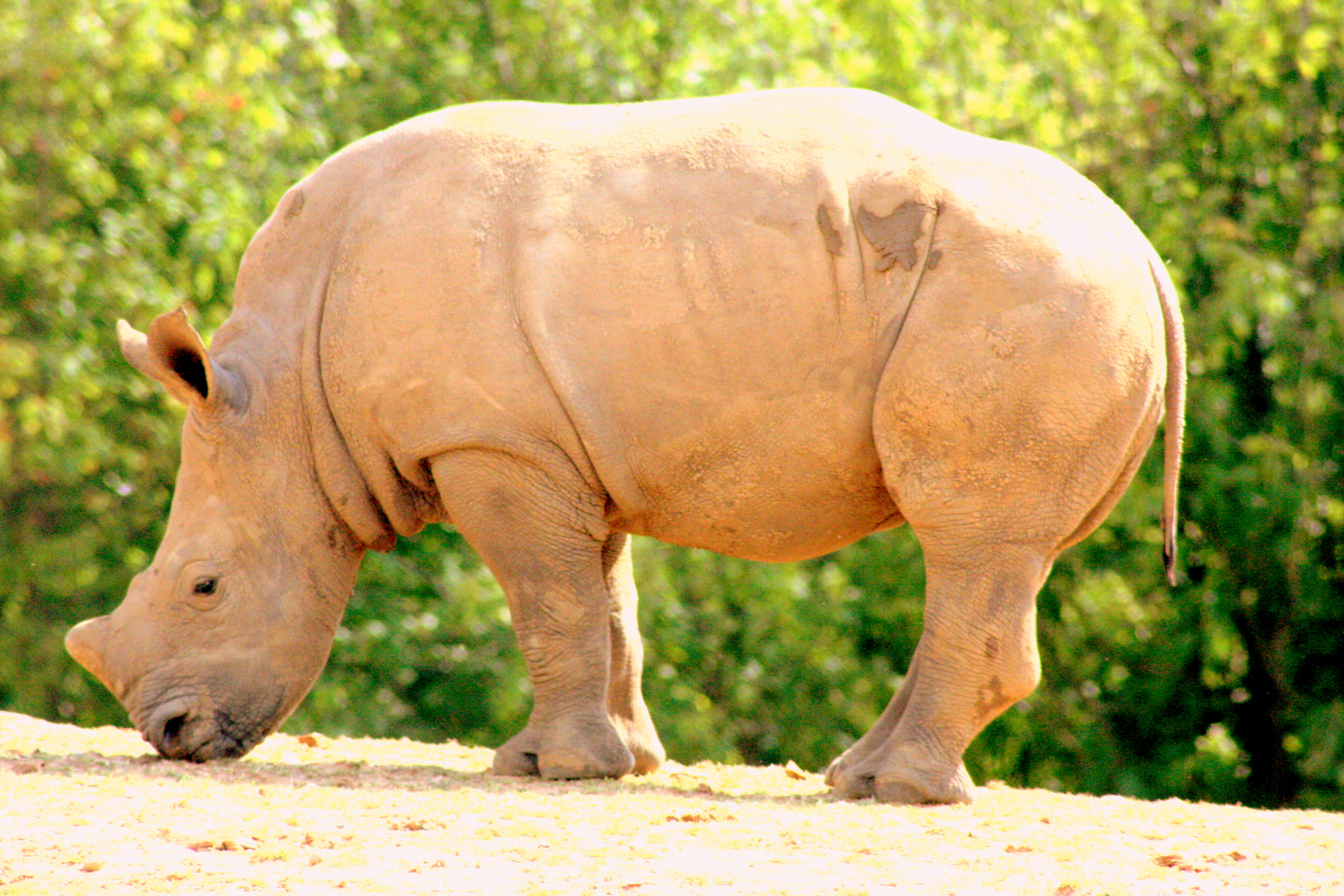 Young white rhinoceros; Colchester; 8th July 2017
