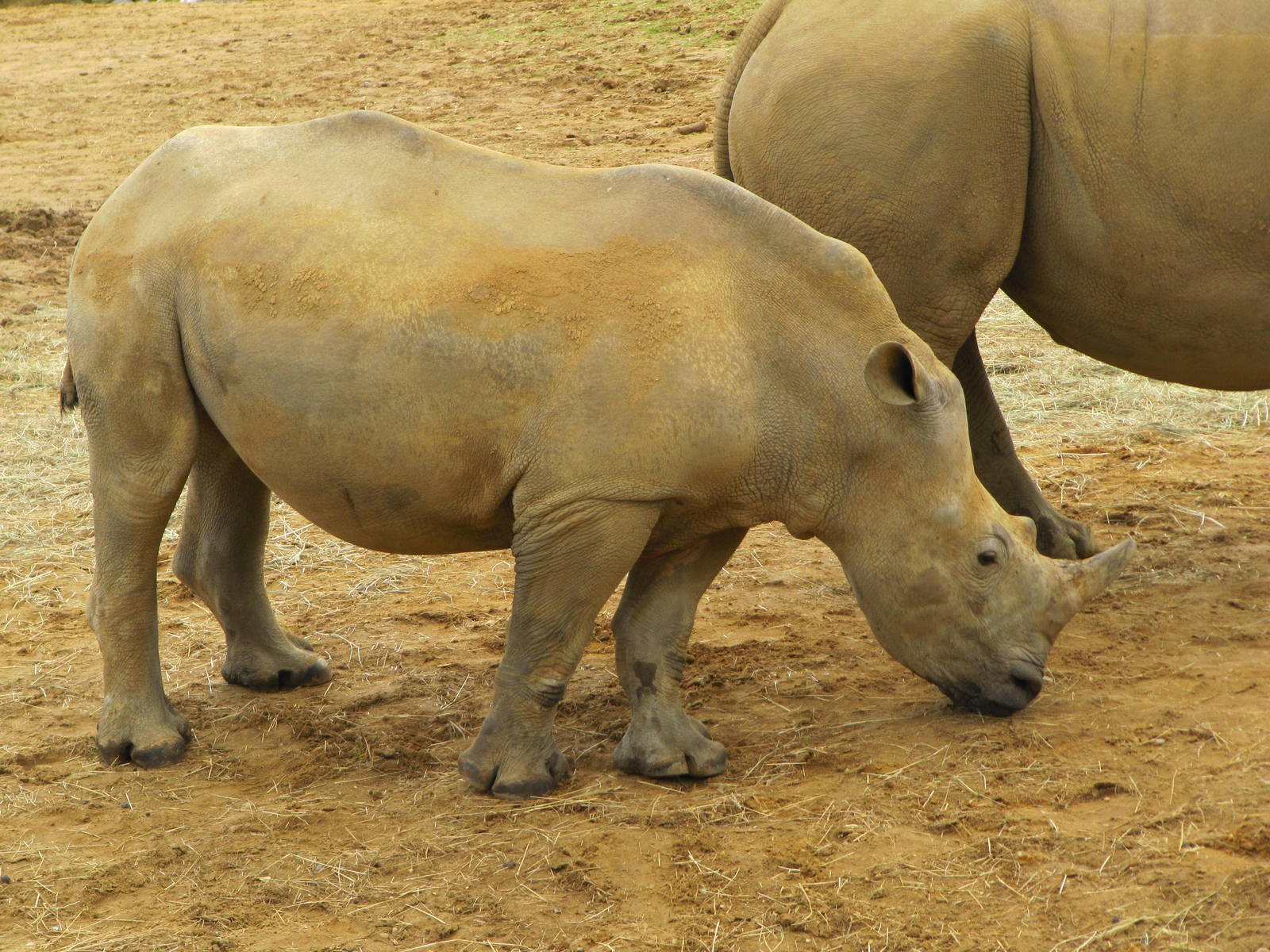 Young White Rhinoceros