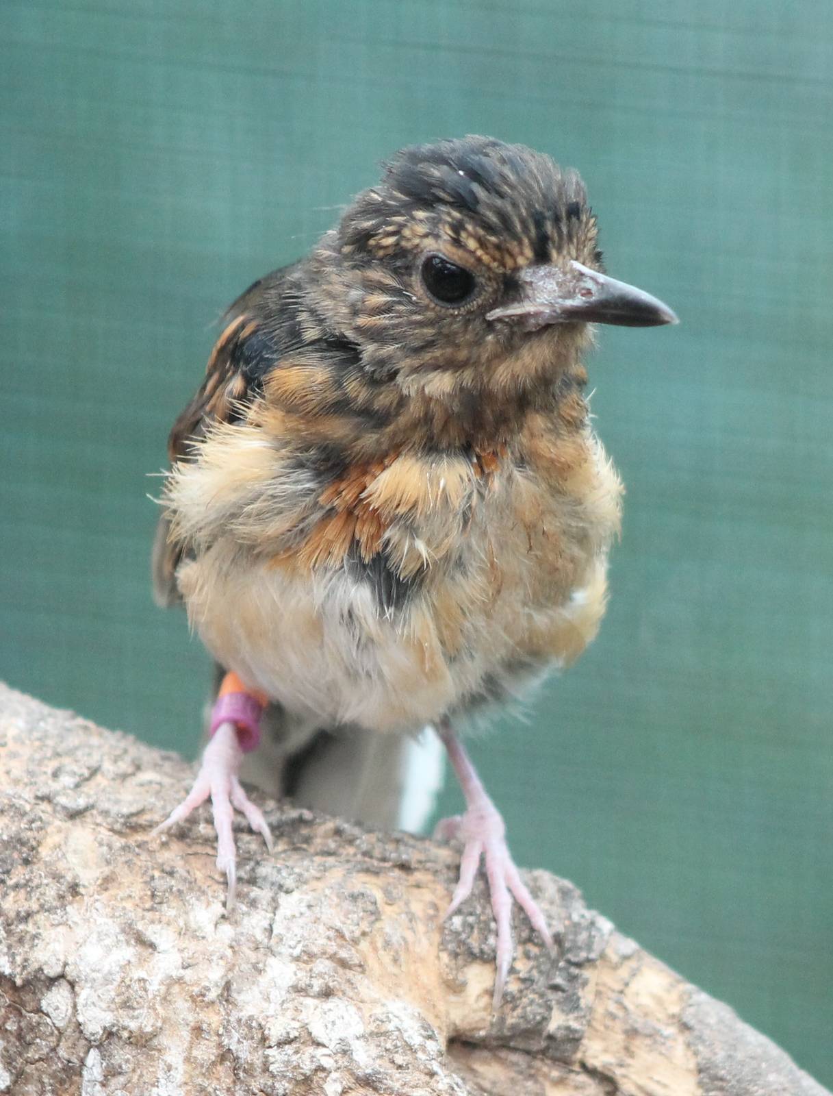 Young White-rumped shama