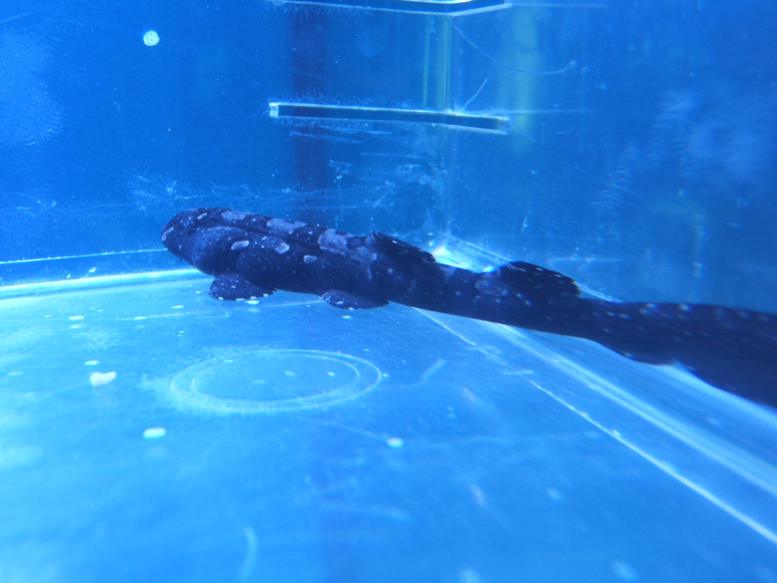 Young White-spotted Bambooshark (Chiloscyllium plagiosum)