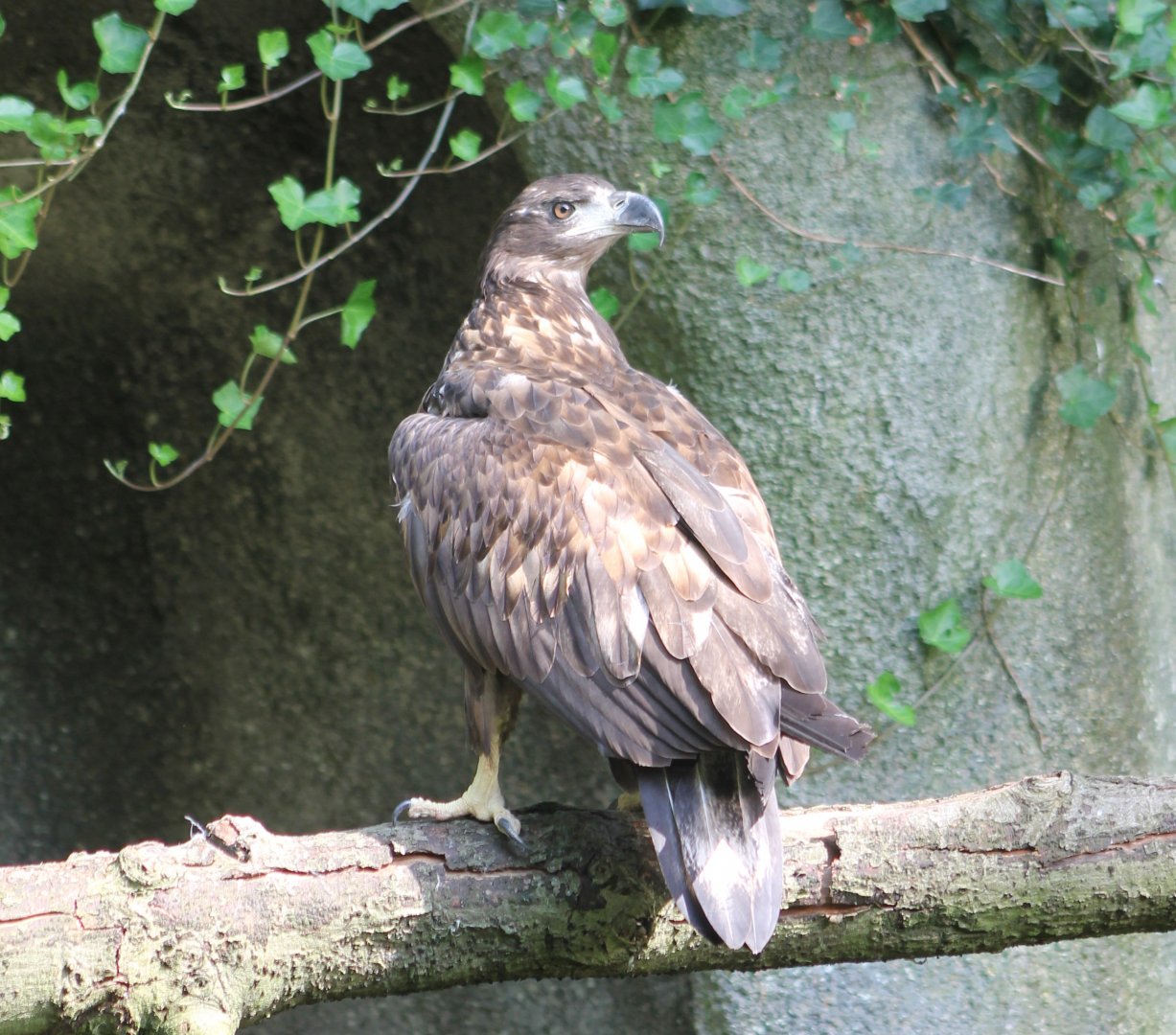 Young White-tailed sea-eagle